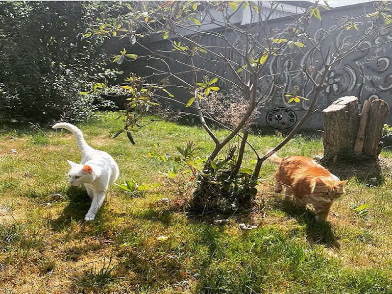 Villa San Giovanni, parte il censimento delle colonie feline: gatti in libertà